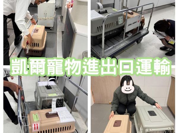 2025/02/26『日本飛台灣』豹貓與狐狸犬從日本飛台灣~~~~~